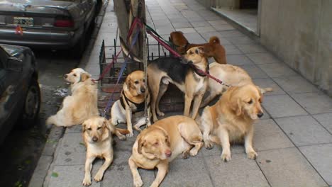 Las-Mascotas-Están-Atadas-Con-Correas-En-La-Calle-En-Buenos-Aires.