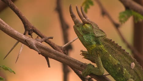 A-trihorned-chameleon-slowly-and-carefully-ascends-a-thin-ant-covered-branch