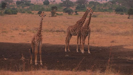 Three-giraffes-stand-on-the-plain-chewing-and-looking-around