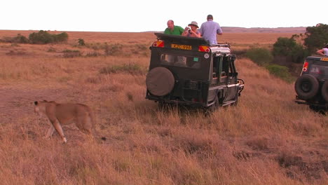 People-watch-as-a-lion-walks-behind-their-vehicle-on-safari