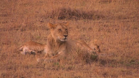 Two-lions-sit-together-one-looking-around-while-the-other-one-sleeps
