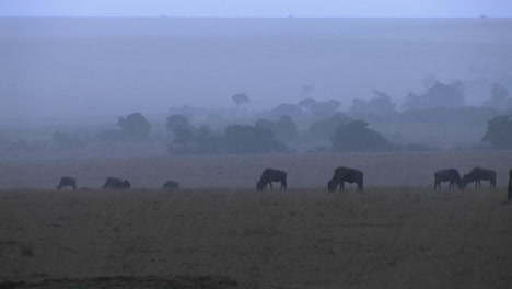 A-herd-of-wildebeest-graze-in-the-rain