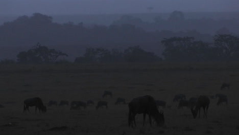 Wildebeests-graze-on-the-plains-as-night-comes-on