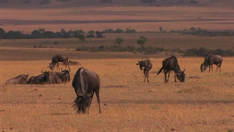 A-herd-of-wildebeests-graze-and-rest-on-the-plain
