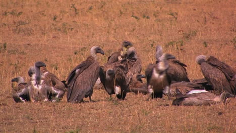 Some-vultures-rest-others-groom-themselves-after-a-big-meal