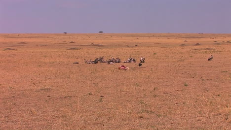 A-group-of-vultures-stand-close-to-an-animal-carcass