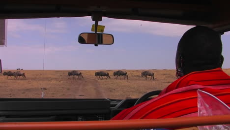 A-Masai-tribesman-waits-in-a-vehicle-for-wildebeest-to-cross-the-road