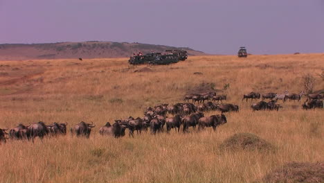 A-herd-of-wildebeest-walk-through-tall-grass