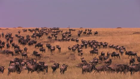 Massive-herd-of-wildebeest-roam-a-tall-grass-land-area