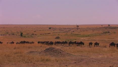 A-herd-of-wildebeest-walk-across-a-plain
