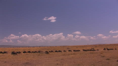 A-herd-of-wildebeest-cross-an-open-grassland