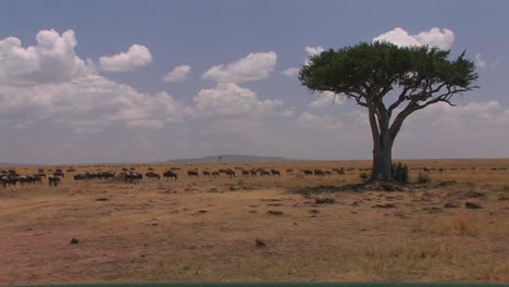 A-herd-of-wildebeest-roam-an-open-plain