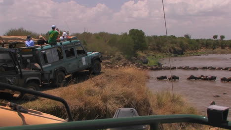 Tourists-watch-as-a-herd-of-wildebeest-cross-a-river