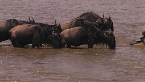 Some-wildebeest-stop-for-a-drink-while-crossing-a-río
