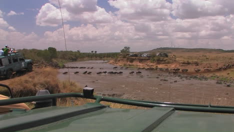 People-on-safari-watch-wildebeest-cross-a-river