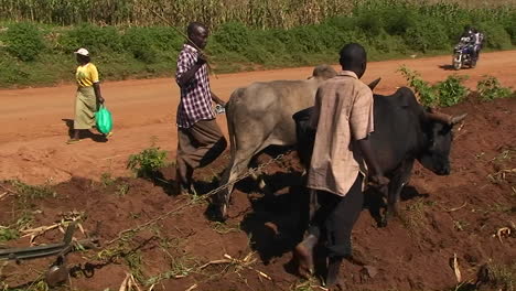 Oxen-are-being-used-to-help-pull-a-plow-through-a-field-as-people-walk-and-ride-motorbikes-down-a-road