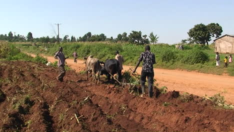 Three-men-and-an-ox-plough-crops-in-an-African-village
