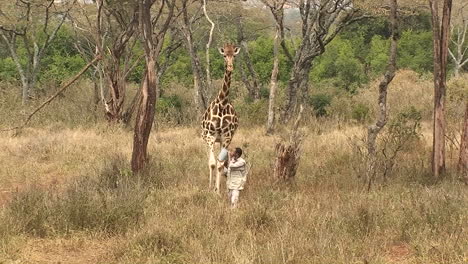 A-man-carrying-a-bucket-and-a-giraffe-walk-together-in-the-jungle