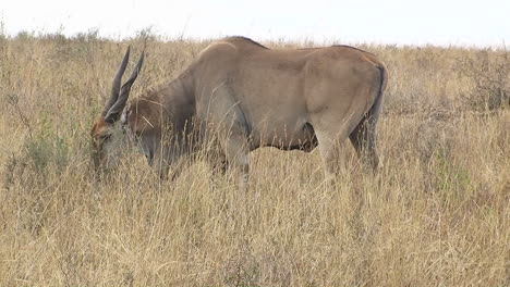 A-wildebeest-grazes-on-tall-grass