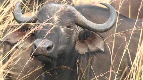One-buffalo-sits-in-grass-amongst-a-large-herd