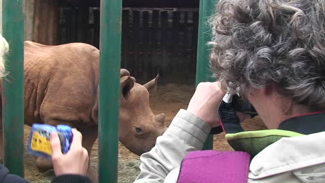 Two-women-take-pictures-of-a-rhinoceros-walking-around-in-a-cage