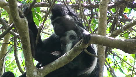 Una-Madre-Orangután-Sostiene-A-Su-Bebé-Sentado-En-Un-árbol