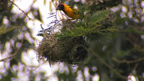 A-bird-perched-atop-of-its-nest-makes-a-few-minor-adjustments