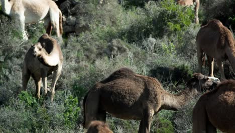 Morocco-Camel-04