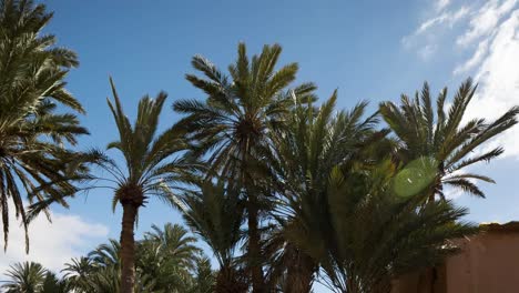 Oasis-Palm-Trees-00