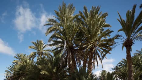 Oasis-Palm-Trees-02