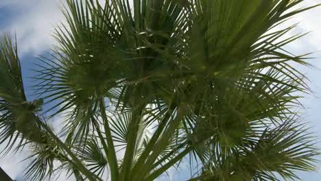 Palm-Tree-Sky-01