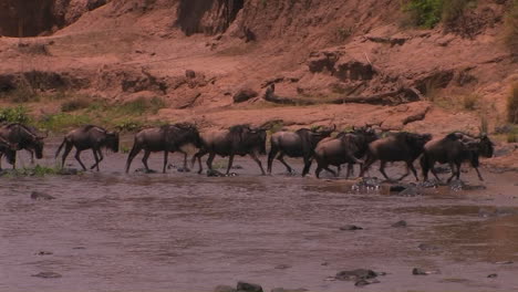 A-heard-of-wildebeest-cross-a-río-and-begin-to-run