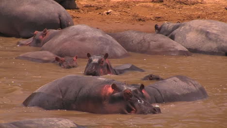 Hippos-cooling-off-in-the-water