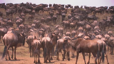 A-herd-of-wildebeest-gather-on-an-open-plain