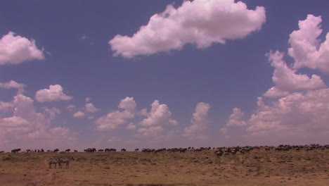 A-herd-of-wildebeest-roam-an-open-plain-1
