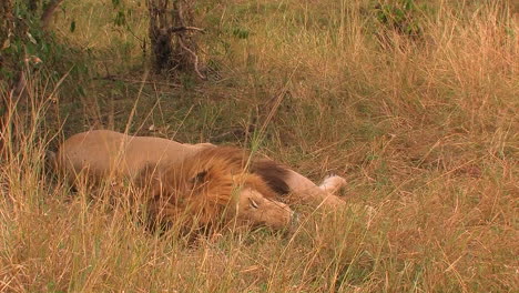 A-lion-lies-in-the-grass-moves-its-mouth-slightly-and-breathes-quickly-as-the-grass-is-blown-by-the-wind