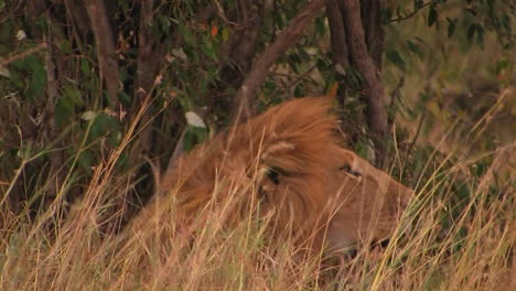 A-lion-rests-in-tall-grass-on-a-windy-day