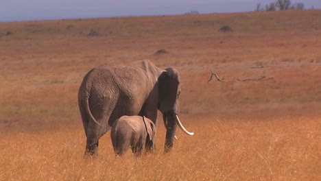Two-elephants-eat-tall-grass-in-a-field