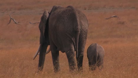 A-parent-and-baby-elephant-walk-in-a-field