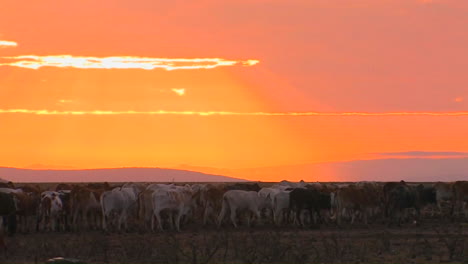 Eine-Rinderherde-Zieht-Bei-Sonnenuntergang-Durch-Ein-Feld