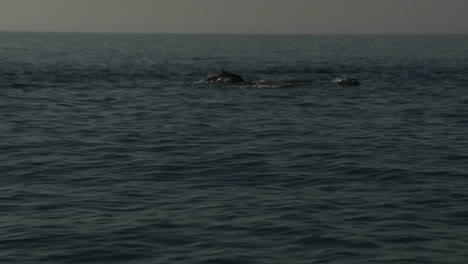 Una-Manada-De-Delfines-Juega-En-El-Agua-Junto-A-Un-Bote