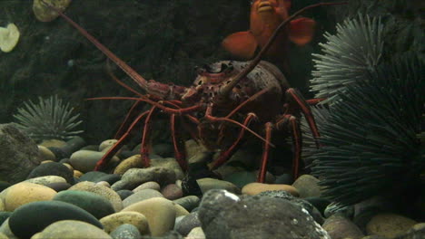 Underwater-shot-of-a-lobster