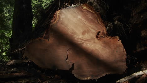 A-felled-tree-with-many-tree-rings-in-the-forest