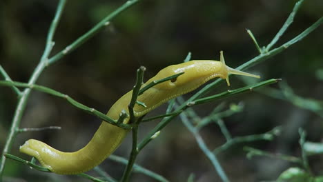 A-banana-slug-crawls-on-a-tree