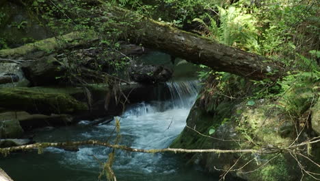 A-pretty-stream-flows-through-a-rainforest
