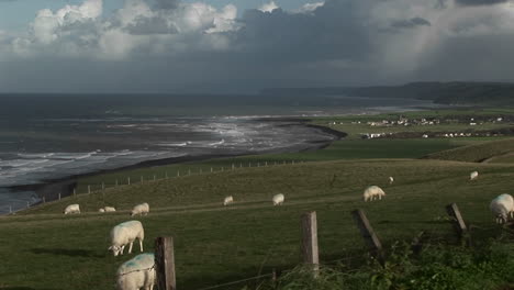 A-small-village-in-Ireland-with-the-coast-background-and-sheep-foreground