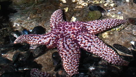 Beautiful-purple-starfish-in-a-tide-pool