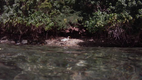 The-camera-follows-a-bird-swimming-on-a-river-from-above-water-to-underwater