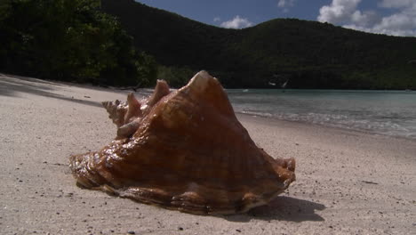 A-gorgeous-conch-shell-sits-on-a-tropical-beach