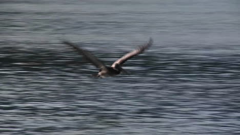 A-pelican-flies-in-slow-motion-over-the-ocean